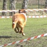 leo-klein